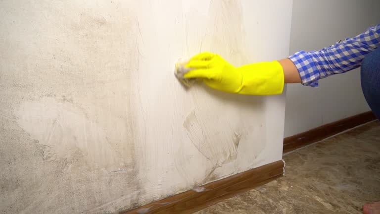 Professional Mold Removal in Santa Rosa, TX